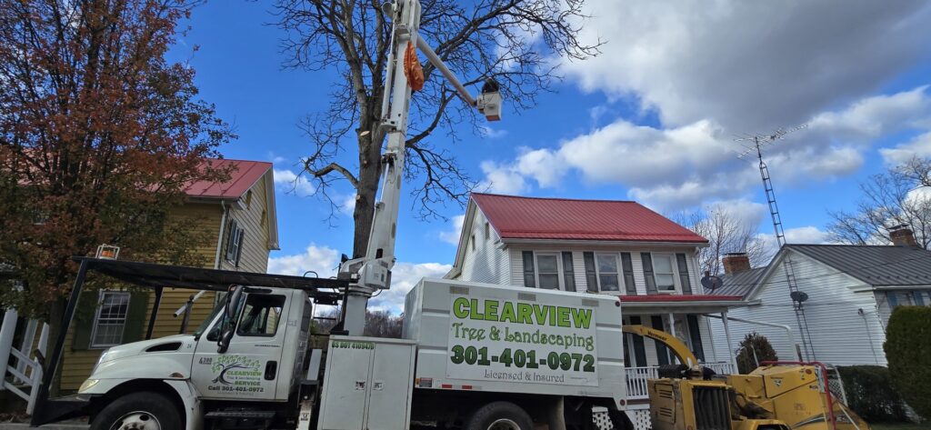 A Clearview Tree and Landscaping Services bucket truck extended for tree trimming in Martinsburg, WV.