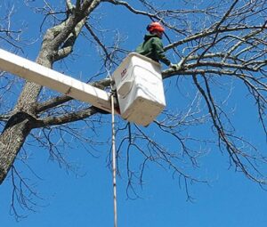 An arborist performing tree trimming from a bucket truck for Des Moines Professional Tree Trimming Services in West Des Moines, IA.