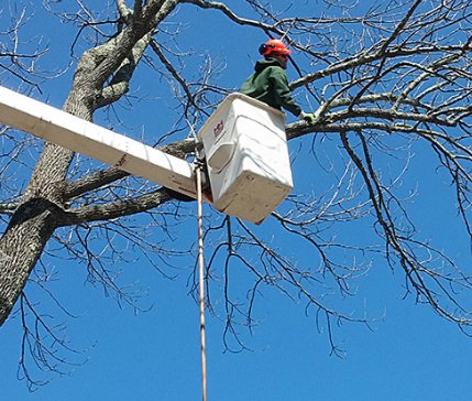 An arborist performing tree trimming from a bucket truck for Des Moines Professional Tree Trimming Services in West Des Moines, IA.