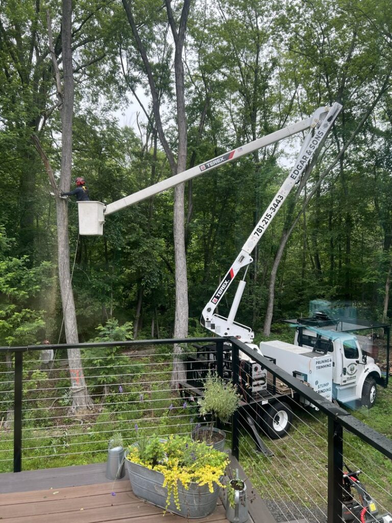 A worker in a bucket truck performing tree trimming services for Edgar&son's landscaping in Boston, MA