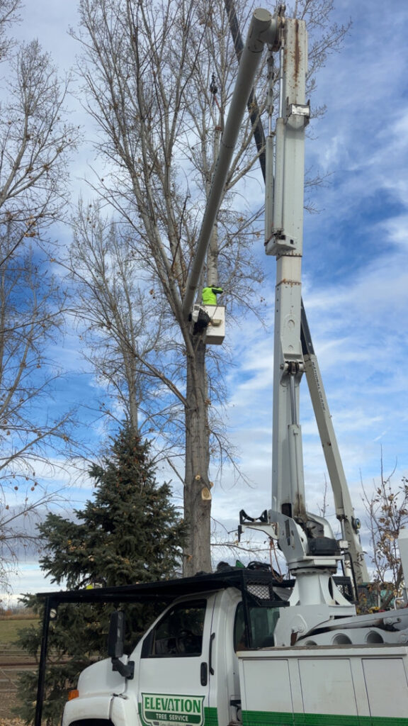 A worker in a bucket truck performing tree trimming for Elevation Tree Service LLC - Magic Valley in Salt Lake City, UT.