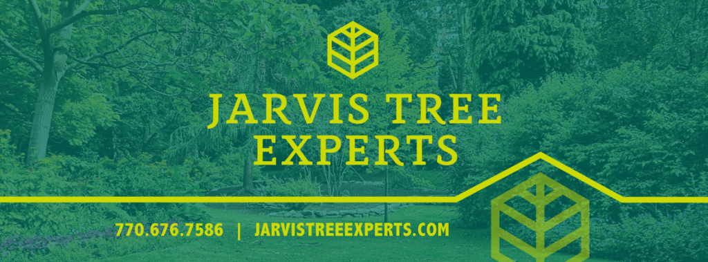A tree expert in a bucket truck trimming tall tree branches for Jarvis Tree Experts in Sandy Springs, GA.