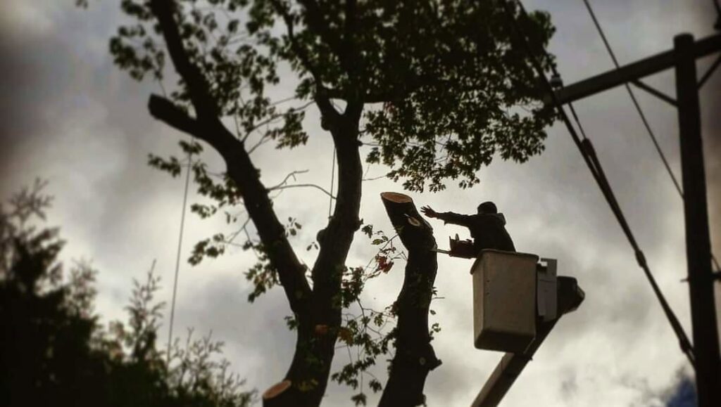 A tree service worker in a bucket truck using a chainsaw to trim a large tree branch for Klee Logging & Tree Service Inc. in Green Bay, WI.
