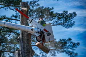 A tree service professional using a bucket truck to trim a tall pine tree for Michael Wayne's Landscaping & Tree Service in Columbia, SC.