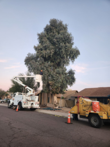 A worker in a bucket truck trimming a large tree with a wood chipper nearby, provided by Montufars Tree Service in Glendale, AZ.