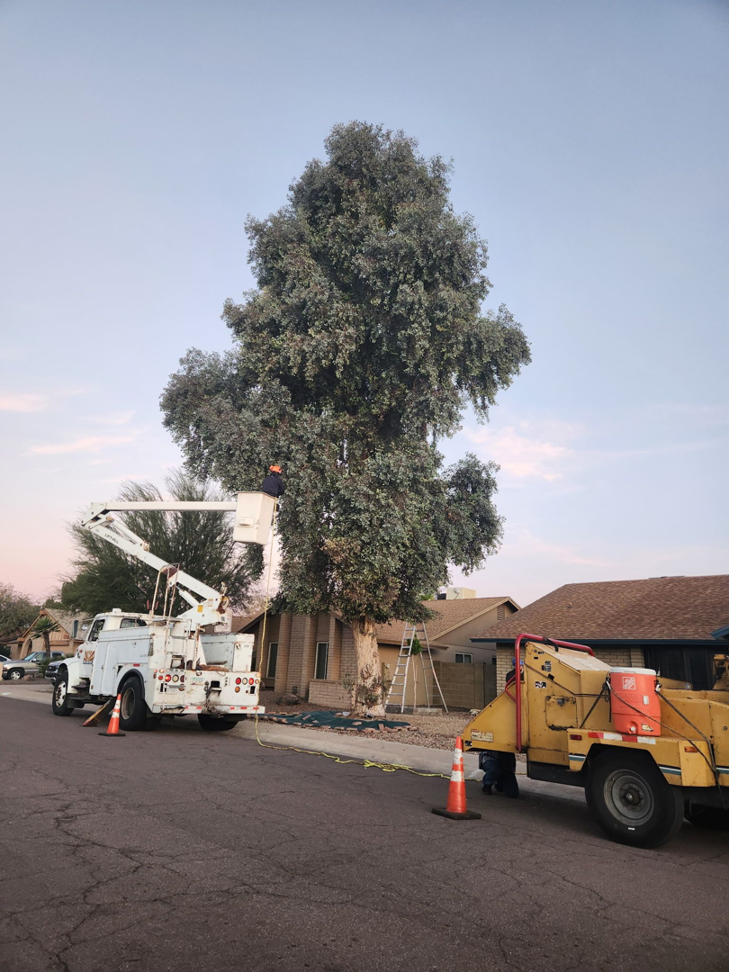 A worker in a bucket truck trimming a large tree with a wood chipper nearby, provided by Montufars Tree Service in Glendale, AZ.