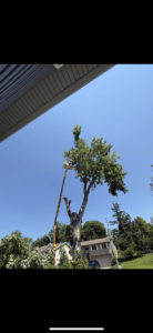 A tree being trimmed with a bucket truck by O'Connor Tree Service in Omaha, NE.