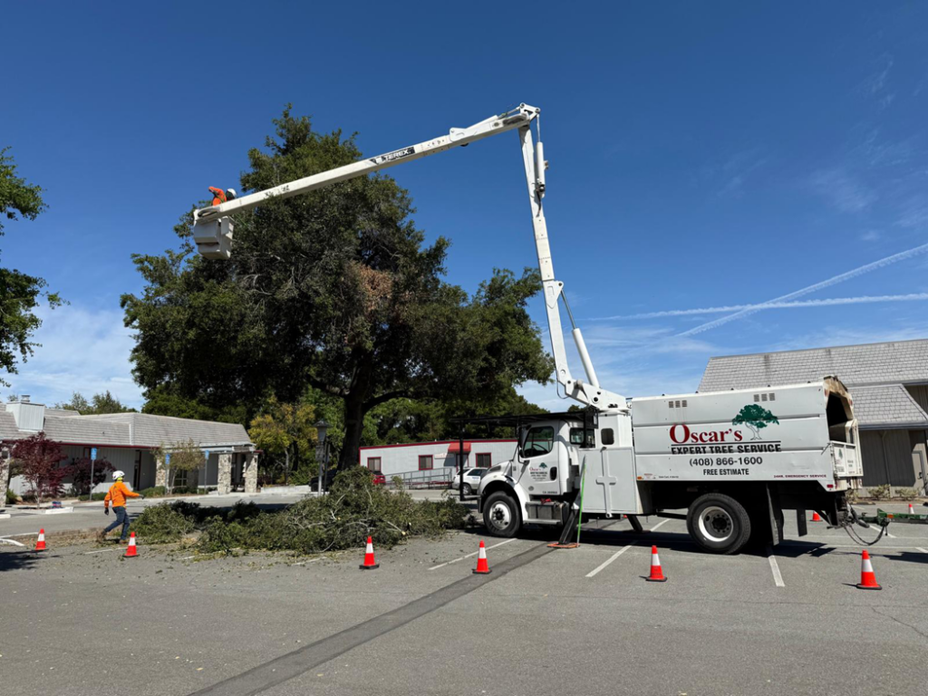 A worker in a bucket truck trimming a large tree for Oscar's Expert Tree Services in San Jose, CA.