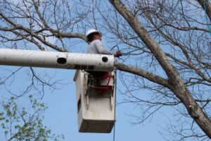 A tree service worker in a bucket truck trimming branches from a large tree for Peoria Tree Experts in Peoria, IL.