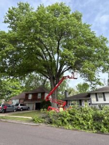 A worker in a bucket truck performing tree trimming on a large tree in a residential neighborhood by Happy Lemon Tree Service in Belton, MO.