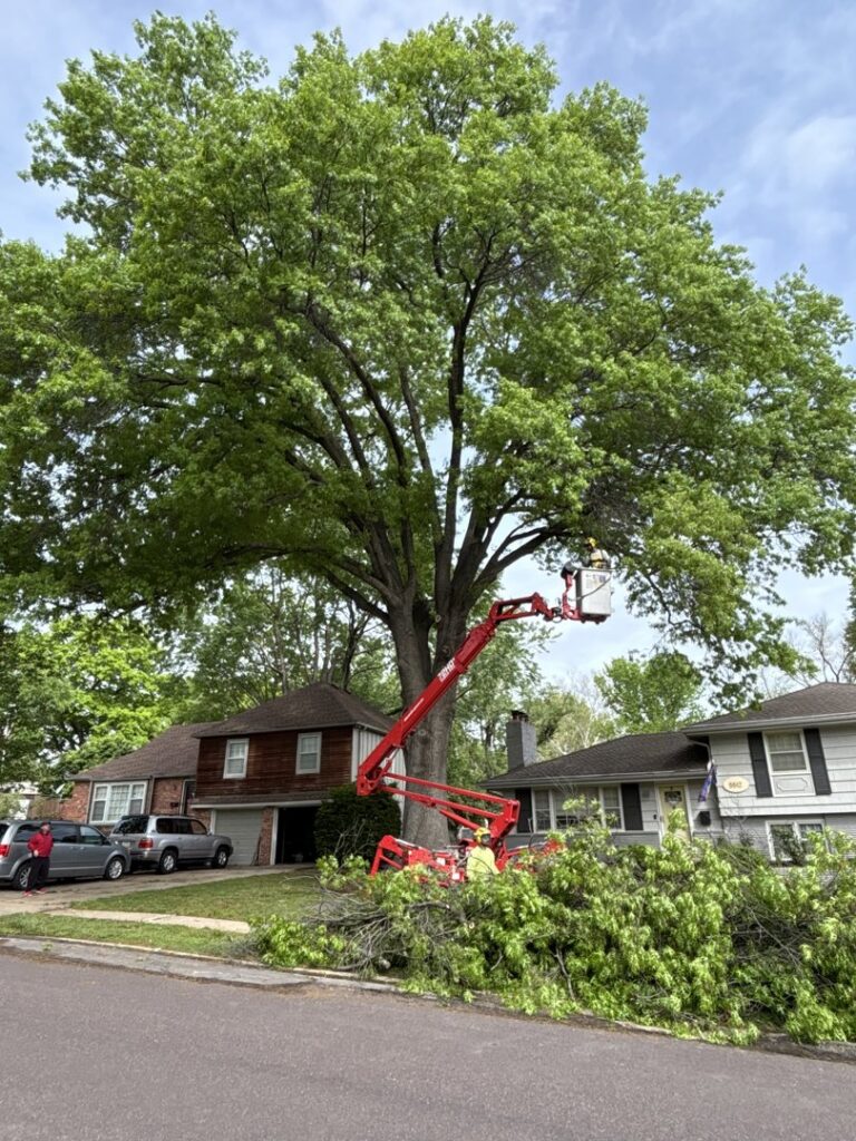 A worker in a bucket truck performing tree trimming on a large tree in a residential neighborhood by Happy Lemon Tree Service in Belton, MO.