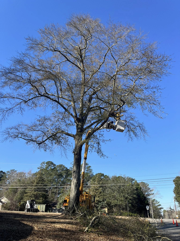 A worker in a bucket truck performing tree trimming services on a large tree for SAP Tree Services in Dothan, AL