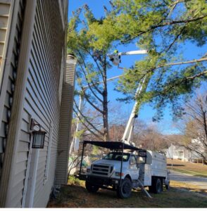 A worker in a bucket truck trims a tall pine tree next to a residential home by Southern Accent Tree Service in West Des Moines, IA.