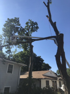 A bucket truck extending to trim a large tree near residential homes by Toben Tree Service in Yankton, SD.