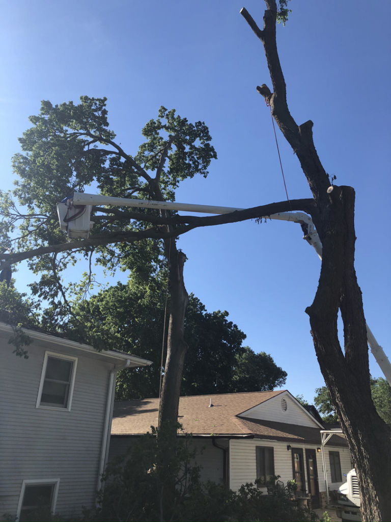 A bucket truck extending to trim a large tree near residential homes by Toben Tree Service in Yankton, SD.