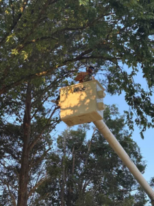 A professional tree service worker in a bucket truck performing expert tree trimming for Wallace Tree Service in Russellville, AL.