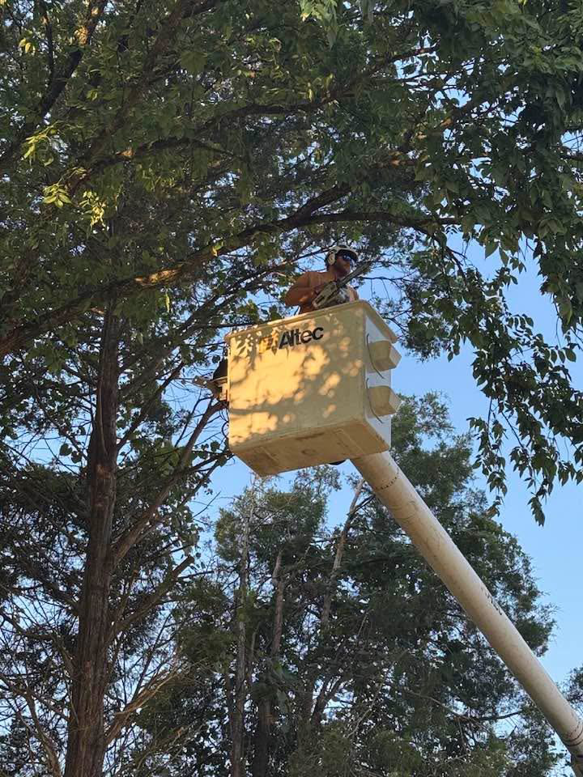 A professional tree service worker in a bucket truck performing expert tree trimming for Wallace Tree Service in Russellville, AL.