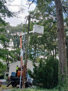 Tree service workers in a bucket truck performing tree trimming near power lines for Woodland Experts., LLC in Seaford, DE.