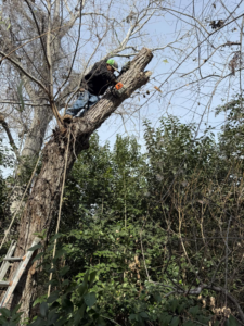 A tree service worker using a chainsaw to trim a large branch from a tree for Andrew's Tree & Landscaping Services in San Antonio, TX