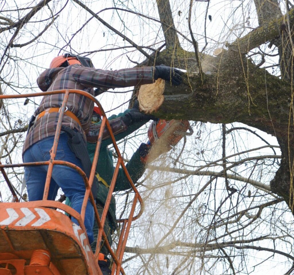 Two arborists in a bucket lift using a chainsaw to trim a large tree branch, performed by BA Robinson Tree Service in Saint George, UT.