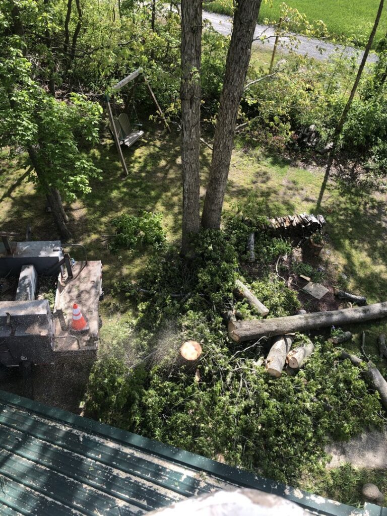 A Gibbs Tree Service worker in a bucket lift using a chainsaw to trim branches from a tall tree in Seaford, DE.