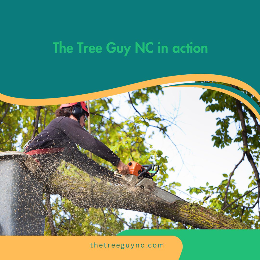 A tree service professional trimming a large branch with a chainsaw from a bucket lift for The Tree Guy LLC in Spencer, OK.