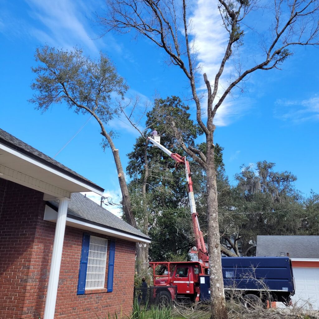 Tree trimming in progress with a bucket lift and chipper truck by 904tree.com in Jacksonville, FL.