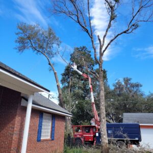 Tree trimming in progress with a bucket lift and chipper truck by 904tree.com in Jacksonville, FL.
