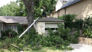 Tree service crew performing tree trimming and cleanup at a residential property for Andrew's Tree & Landscaping Services in San Antonio, TX