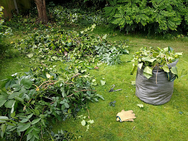 Piles of trimmed branches and leaves on a lawn after tree service cleanup by Ohana Tree Services in Mililani, HI.