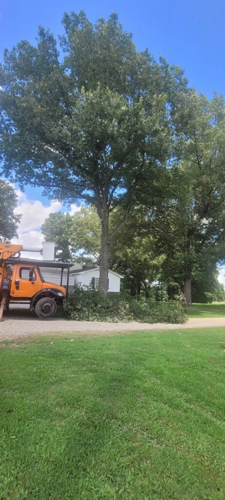 An orange tree service truck parked next to a pile of cut branches and a large tree after trimming by A New Image Property Maintenance in Olive Branch, MS.