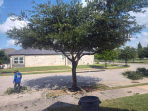 A worker cleaning up fresh tree trimmings after a tree service job by Mauricio tree service in Dallas, TX.