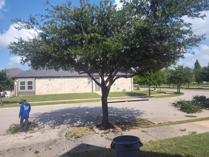 A worker cleaning up fresh tree trimmings after a tree service job by Mauricio tree service in Dallas, TX.