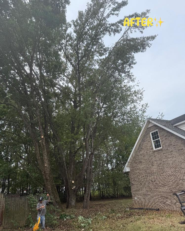 Completed tree trimming service by Cumberland Tree Service, LLC in Clarksville, TN, showing a large tree next to a house.