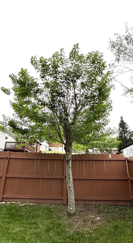 A residential tree showing evidence of recent trimming and pruning completed by ClearTree LLC in Joppa, MD.