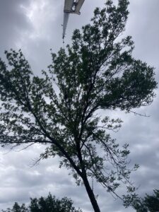 A tree being trimmed with the assistance of a crane, showcasing tree service by A & C Tree Service in Las Vegas, NV.