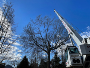 A large crane truck assisting with tree trimming or removal at Haslam Tree Service Inc. in Feura Bush, NY.