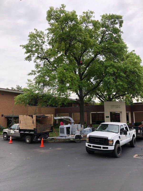 A tree trimming crew with a wood chipper and truck, working on a large tree, provided by JMendez LLC in St. Louis, MO.
