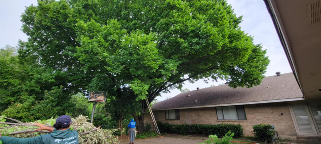 Freddy's Tree Service crew trimming a large tree, with cut branches on the ground in Anaheim, CA.