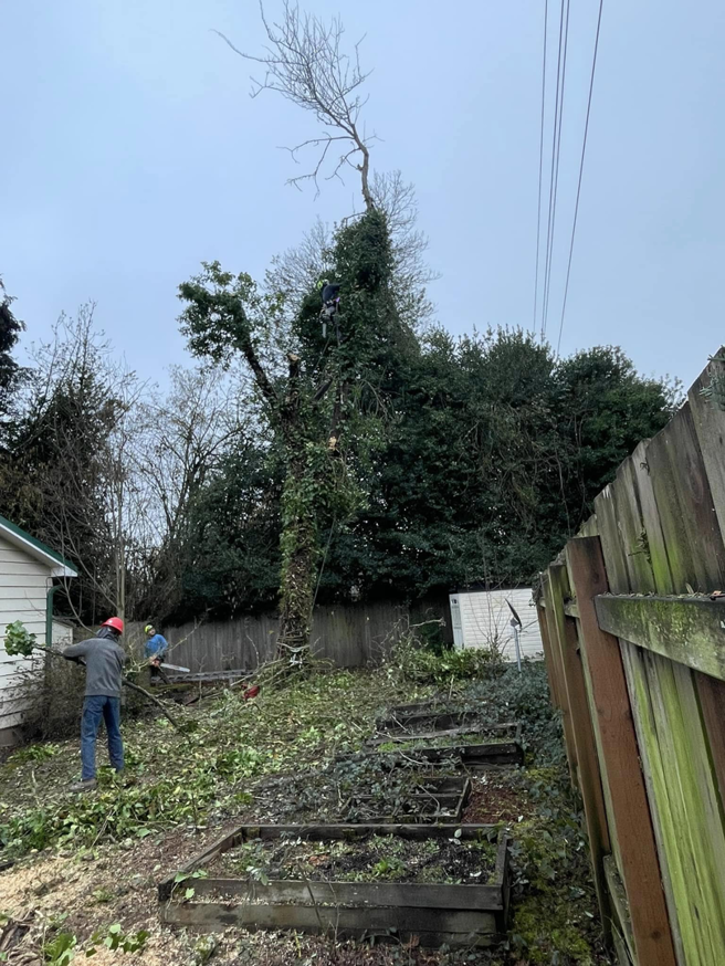 A tree service crew from Jorge's tree service trimming a tall tree with a chainsaw in Eugene, OR
