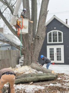 A tree trimming crew using a bucket lift and chainsaw for tree removal at Robert Tree Service LLC in Cleveland, OH.