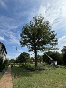 A tree service crew with a bucket truck trimming a large tree, with branches on the ground, by Webster's Tree Service Nashville TN in Antioch, TN.