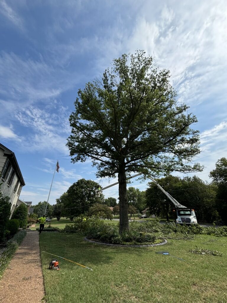A tree service crew with a bucket truck trimming a large tree, with branches on the ground, by Webster's Tree Service Nashville TN in Antioch, TN.