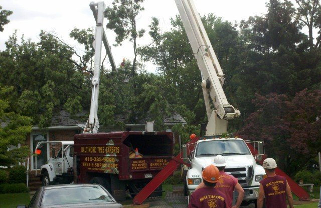 A tree trimming crew with chipper and bucket trucks working for Baltimore Tree Experts in Baltimore, MD.