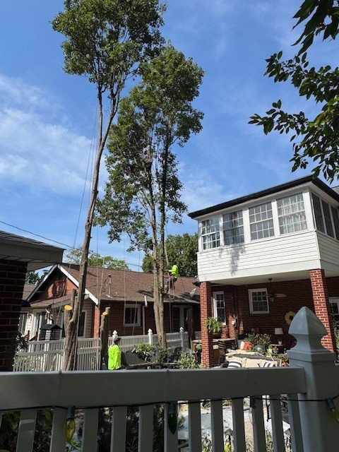 Clever Tree Service LLC crew performing tree trimming with an arborist in the tree and a ground worker in St. Louis, MO.