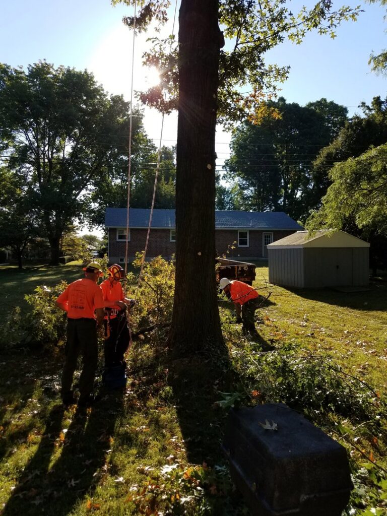 A tree service crew working at the base of a tree, performing trimming services for Morgan Brothers Tree Care Solutions in Birdsboro, PA
