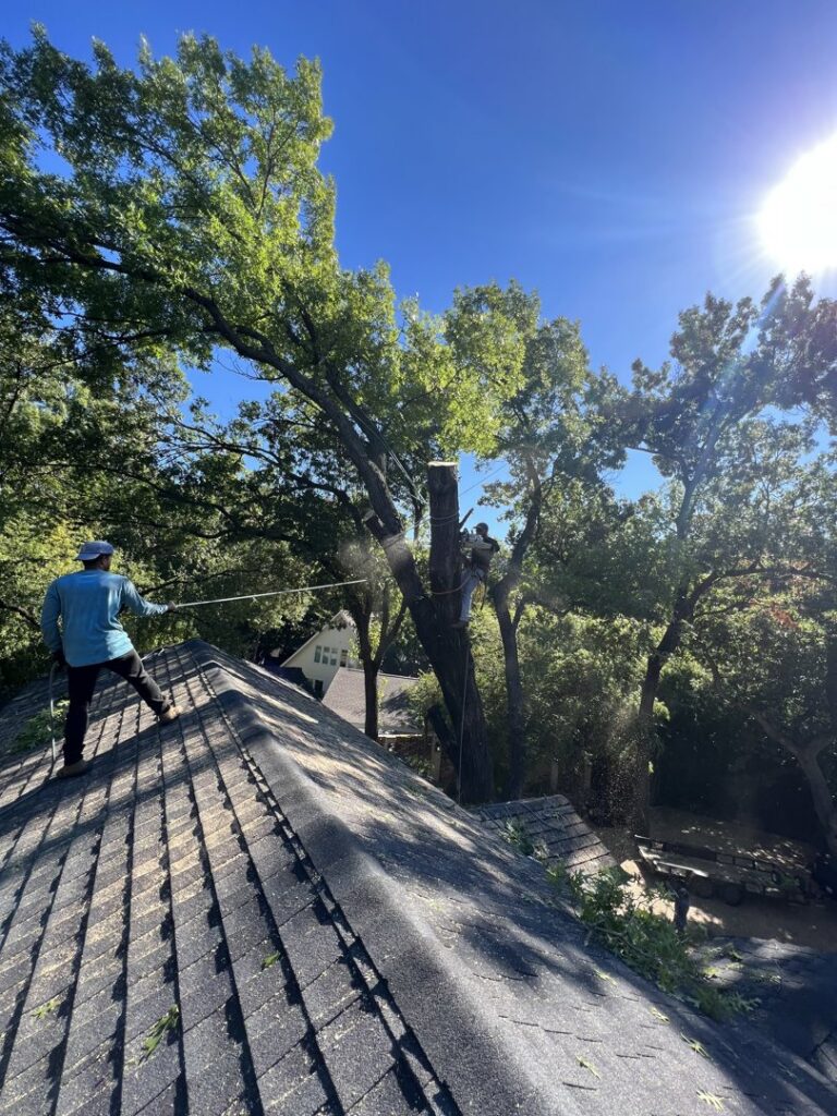 A tree service crew member on a roof assisting another arborist in a tree during trimming by JG Tree Service in Philadelphia, PA.