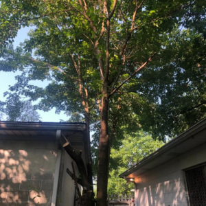 Recently trimmed tree with cut branches on the ground by Benigno Perez Tree Services in Louisville, KY.