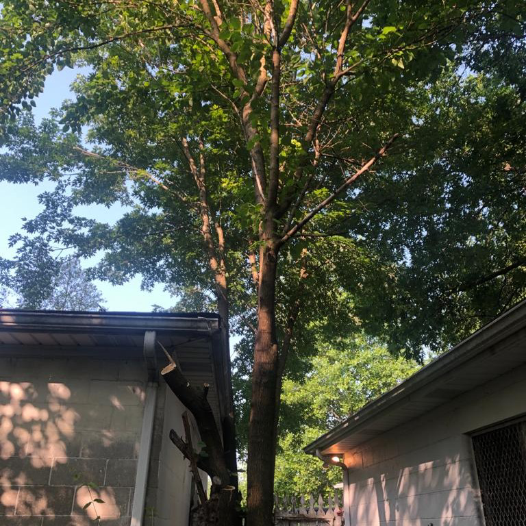 Recently trimmed tree with cut branches on the ground by Benigno Perez Tree Services in Louisville, KY.