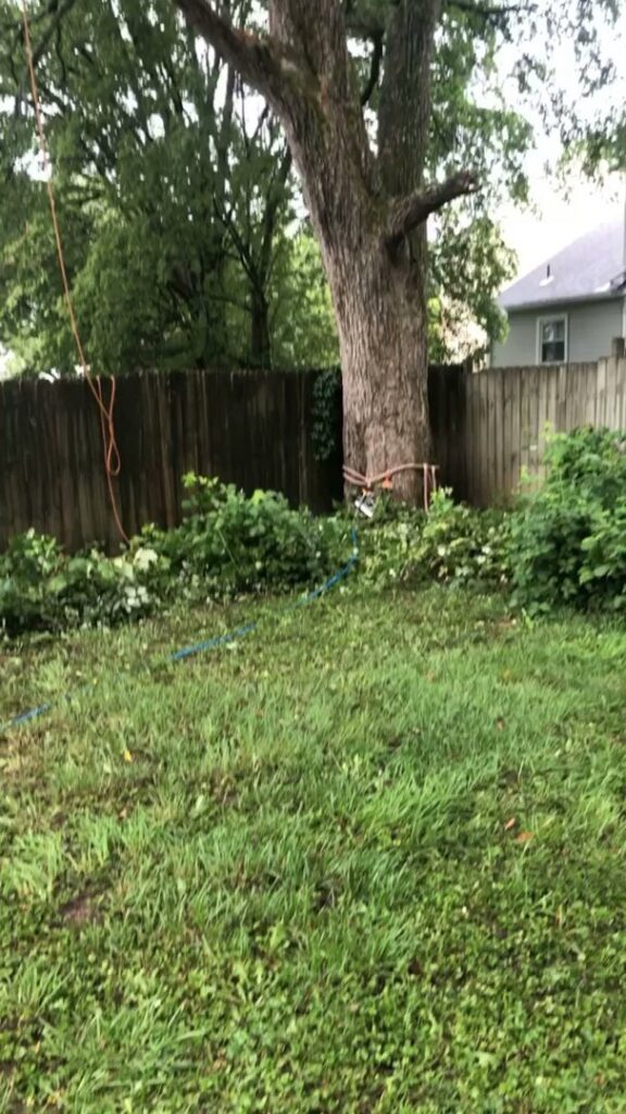 A backyard showing cut branches and ropes around a large tree, indicating recent tree trimming or removal by J&J's Tree & Lawn in Portsmouth, VA.